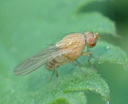 Réf. 199 540 : Minettia sp.